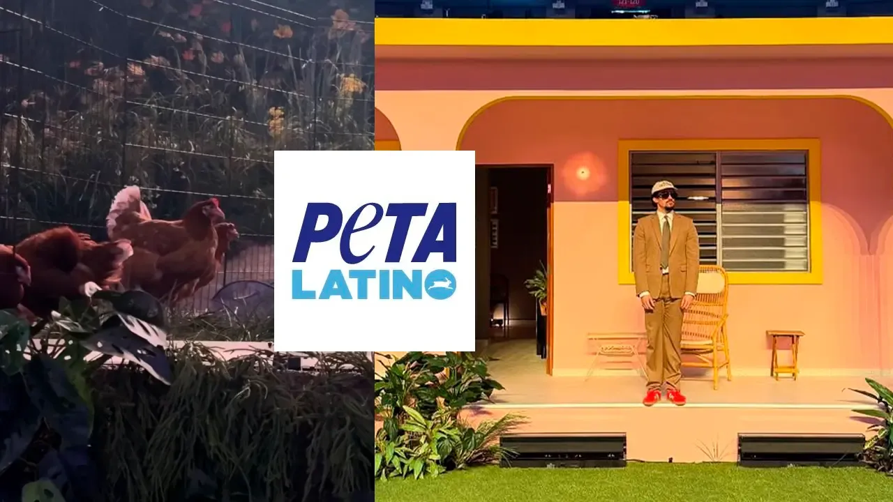 En la foto: Gallinas en el concierto de Bad Bunny; Logo Peta